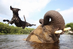 neobicna-zivotinjska-prijateljstva-10