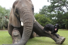 neobicna-zivotinjska-prijateljstva-11