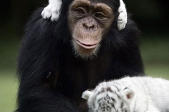 neobicna-zivotinjska-prijateljstva-13