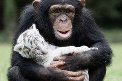 neobicna-zivotinjska-prijateljstva-14