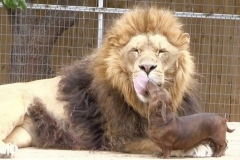 neobicna-zivotinjska-prijateljstva-22