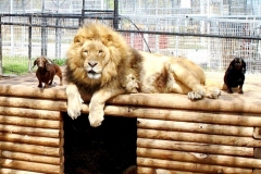 neobicna-zivotinjska-prijateljstva-23