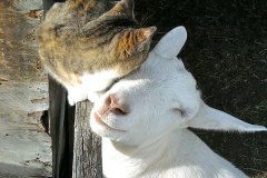 neobicna-zivotinjska-prijateljstva-24