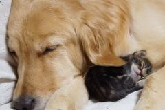 neobicna-zivotinjska-prijateljstva-25