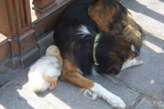 neobicna-zivotinjska-prijateljstva-26