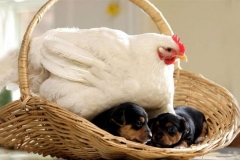 neobicna-zivotinjska-prijateljstva-27