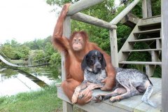 neobicna-zivotinjska-prijateljstva-29