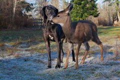 neobicna-zivotinjska-prijateljstva-30