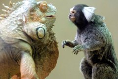 neobicna-zivotinjska-prijateljstva-33