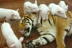 neobicna-zivotinjska-prijateljstva-36