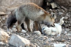 neobicna-zivotinjska-prijateljstva-5