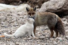 neobicna-zivotinjska-prijateljstva-6