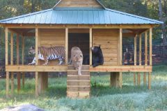 neobicna-zivotinjska-prijateljstva-7