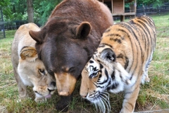 neobicna-zivotinjska-prijateljstva-8