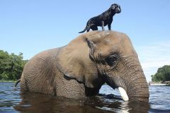 neobicna-zivotinjska-prijateljstva-9