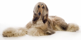 Afganistanski hrt (Afgan Hound) – Pasmine Pasa – Psi afganistanski hrt - afgan hound