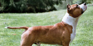 Američki stafordski terijer (American Staffordshire Terrier) američki stafordski terijer