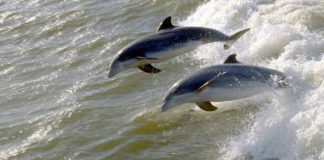 Dobri dupini naši svagdašnji, pomozimo im u opstanku! dobri dupin - delfin
