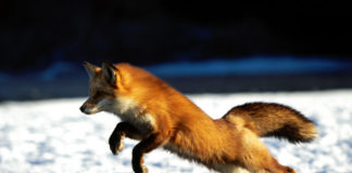 Crvena lisica (vulpes vulpes) – borac za svoja prava! crvena lisica, lisica