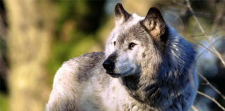 Sivi vuk – Canis lupus – što znamo o njemu? sivi vuk