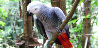 Žako – afrički sivi papagaj (Psittacus erithacus) žako - sivi afrički papagaj