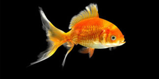 Zlatna ribica (lat. Carassius auratus auratus)