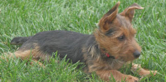 Australski terijer (Australian Terrier) australski terijer