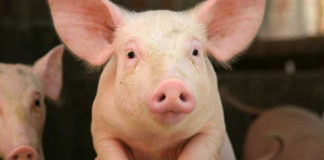 Domaća svinja – Sus scrofa domestica – inteligentna životinja! domaća svinja