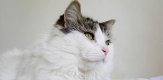 Egzotična mačka (EXO) (Exotic cat) egzotična mačka