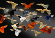Guppy (gupi) lat. Poecilia reticulata – riba za početnike gupi - guppy