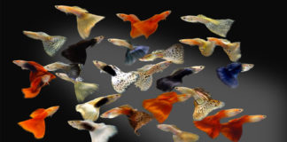 Guppy (gupi) lat. Poecilia reticulata – riba za početnike gupi - guppy