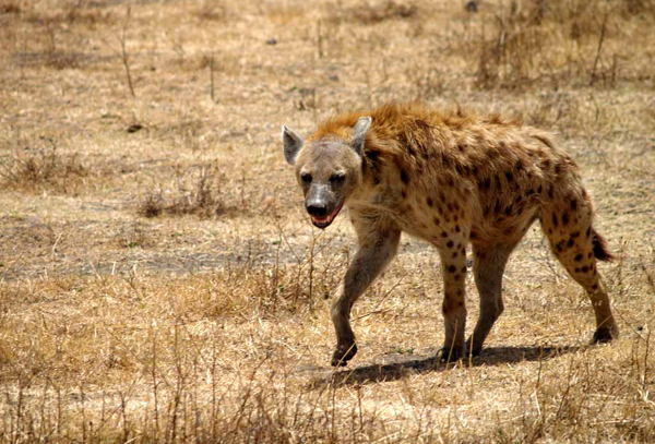 hijena
