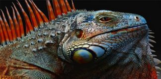 Iguana (Iguanidae) ljubimac za one koji vole egzotične životinje iguana, teraristika