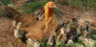 Kokoške (Galliformes) Čovjek najveći neprijatelj kokoški kokoška