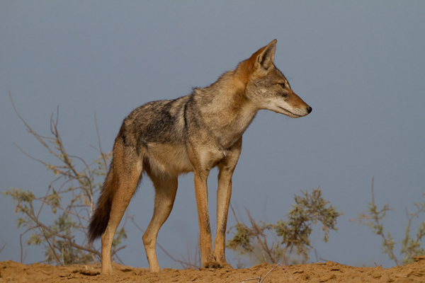 obični ili platni čagalj