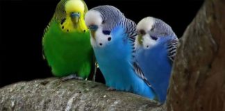 Papigica Tigrica (Melopsittacus undulatus) Budgerigar papigica tigrica