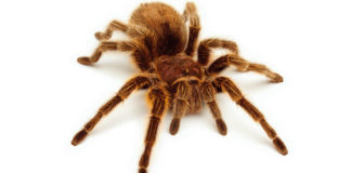 Tarantula (Theraphosidae) tarantula
