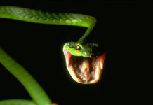 Gmazovi (Reptilia) povijest u sadašnjosti zmija, gmazovi