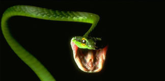 Gmazovi (Reptilia) povijest u sadašnjosti zmija, gmazovi