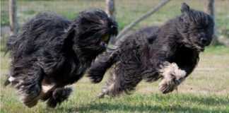 Aireski Ovčar (Portuguese Sheepdog) (Cão da Serra de Aires) aireski ovčar