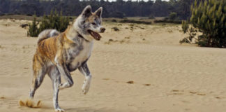 Akita (Akita Inu) pas s Dalekog istoka akita, akita inu, pasmina pasa