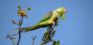 Aleksandar papagaji (Psittacula eupatria) Alexandrian Parrot aleksandar papagaj