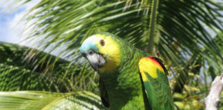 Amazonski papagaj (Amazona) Amazon parrot amazonac papagaj