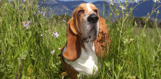 Američki baset (Basset Hound) američki baset