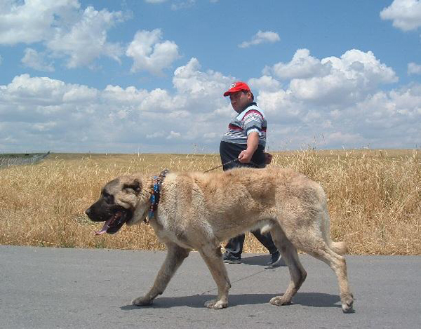 anatolski pastirski pas, kućni ljubimac