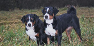 Apencelski planinski pas (Appenzeller Sennenhund) apencelski planinski pas