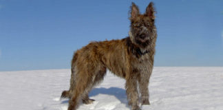 Ardenski govedar (Ardennes cattle dog) (Bouvier des Ardennes) ardenski govedar