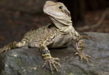 Australski vodeni zmaj (Physignathus lesueurii ) Australian Water Dragon australski vodeni zmaj