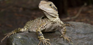 Australski vodeni zmaj (Physignathus lesueurii ) Australian Water Dragon australski vodeni zmaj