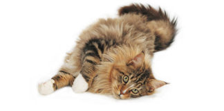 Maine Coon mačka (MCO) nježni div među mačkama maine coon mačka